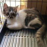 8月24日君津店に参加する富津ねこネットの保護猫19