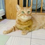 8月24日君津店に参加する富津ねこネットの保護猫20