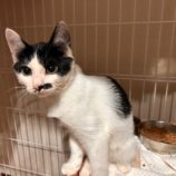 8月24日君津店に参加する富津ねこネットの保護猫21