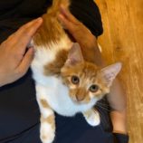 8月24日君津店に参加する富津ねこネットの保護猫22