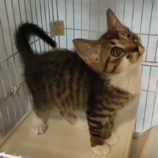 8月24日君津店に参加する富津ねこネットの保護猫23