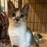 8月24日君津店に参加する富津ねこネットの保護猫24