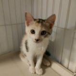 8月24日君津店に参加する富津ねこネットの保護猫25