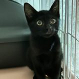 8月24日君津店に参加する富津ねこネットの保護猫26