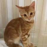 8月24日君津店に参加する富津ねこネットの保護猫27