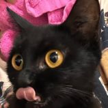 8月24日君津店に参加する富津ねこネットの保護猫28