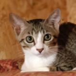 8月18日古河店に参加するにゃんこの大冒険の保護猫01