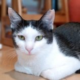 8月18日古河店に参加するにゃんこの大冒険の保護猫02