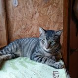 8月18日古河店に参加するにゃんこの大冒険の保護猫04