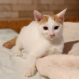 8月18日古河店に参加するにゃんこの大冒険の保護猫05