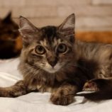 8月18日古河店に参加するにゃんこの大冒険の保護猫06