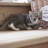 8月18日古河店に参加するにゃんこの大冒険の保護猫07