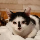 8月18日古河店に参加するにゃんこの大冒険の保護猫09