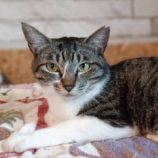 8月18日古河店に参加するにゃんこの大冒険の保護猫10