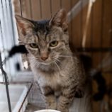 8月18日古河店に参加するにゃんこの大冒険の保護猫11