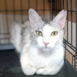 8月18日古河店に参加するにゃんこの大冒険の保護猫12