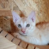 8月18日古河店に参加するにゃんこの大冒険の保護猫13