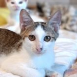 8月18日古河店に参加するにゃんこの大冒険の保護猫14