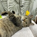 8月25日瑞穂店に参加するまたたび家の保護猫01