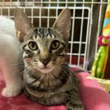 8月25日瑞穂店に参加するまたたび家の保護猫02