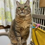 8月25日瑞穂店に参加するまたたび家の保護猫03