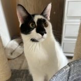 8月25日瑞穂店に参加するまたたび家の保護猫04