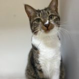 8月25日瑞穂店に参加するまたたび家の保護猫05