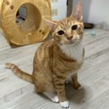 8月25日瑞穂店に参加するまたたび家の保護猫06