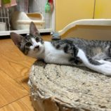 8月25日瑞穂店に参加するまたたび家の保護猫07