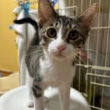 8月25日瑞穂店に参加するまたたび家の保護猫08