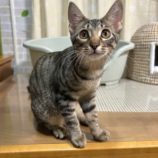 8月25日瑞穂店に参加するまたたび家の保護猫10