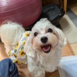 9月1日瑞穂店に参加するDogFamの保護犬01