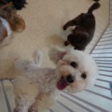 9月1日瑞穂店に参加するDogFamの保護犬03