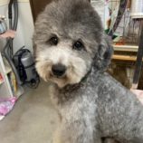 9月1日瑞穂店に参加するDogFamの保護犬04