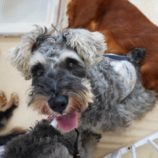 9月1日瑞穂店に参加するDogFamの保護犬05