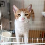 9月1日守谷店に参加するにゃんこの大冒険の保護猫01