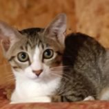 9月1日守谷店に参加するにゃんこの大冒険の保護猫02