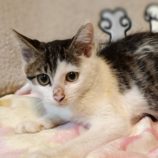 9月1日守谷店に参加するにゃんこの大冒険の保護猫03