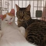 9月1日守谷店に参加するにゃんこの大冒険の保護猫04