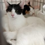 9月1日守谷店に参加するにゃんこの大冒険の保護猫05