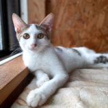 9月1日守谷店に参加するにゃんこの大冒険の保護猫06