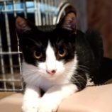 9月1日守谷店に参加するにゃんこの大冒険の保護猫07