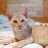 9月1日守谷店に参加するにゃんこの大冒険の保護猫08