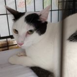 9月1日守谷店に参加するにゃんこの大冒険の保護猫09