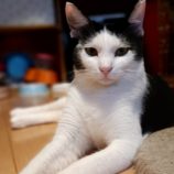 9月1日守谷店に参加するにゃんこの大冒険の保護猫10