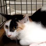 9月1日守谷店に参加するにゃんこの大冒険の保護猫11