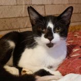 9月1日守谷店に参加するにゃんこの大冒険の保護猫12