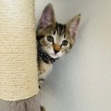 9月1日八千代店に参加する美浜ねこの会の保護猫02