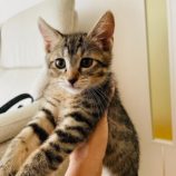 9月1日八千代店に参加する美浜ねこの会の保護猫03