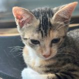 9月1日八千代店に参加する美浜ねこの会の保護猫04